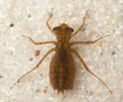 Attēlu rezultāti vaicājumam “Leucorrhinia dubia male”