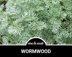 Image result for Artemisia caudata