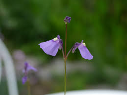 Attēlu rezultāti vaicājumam “Utricularia minor flower”