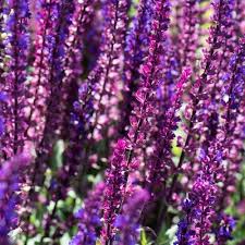 Attēlu rezultāti vaicājumam “Salvia nemorosa leaf”