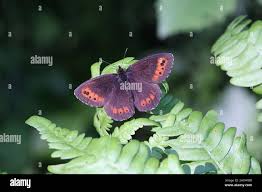 Attēlu rezultāti vaicājumam “Erebia ligea underside”