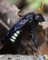 Attēlu rezultāti vaicājumam “Cimbicidae”