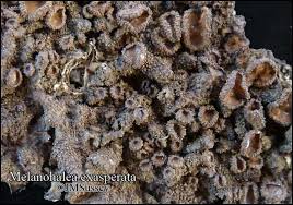 Attēlu rezultāti vaicājumam “Melanohalea exasperata”