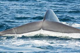 Image result for Balaenoptera musculus