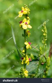 Attēlu rezultāti vaicājumam “Verbascum blattaria flower”