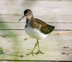 Attēlu rezultāti vaicājumam “Tringa ochropus”