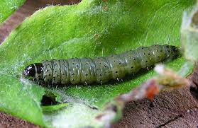 Attēlu rezultāti vaicājumam “Hedya nubiferana”