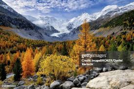 Attēlu rezultāti vaicājumam “Larix sibirica”