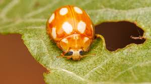 Attēlu rezultāti vaicājumam “Calvia decemguttata”