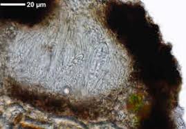 Attēlu rezultāti vaicājumam “Opegrapha rufescens”