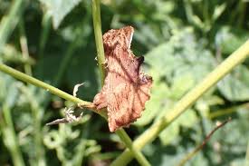 Attēlu rezultāti vaicājumam “Ptilodon capucina imago”