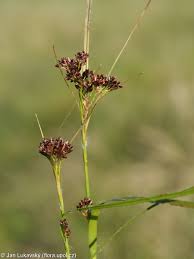 Attēlu rezultāti vaicājumam “Luzula luzuloides”