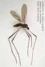 Attēlu rezultāti vaicājumam “Dictenidia bimaculata male”