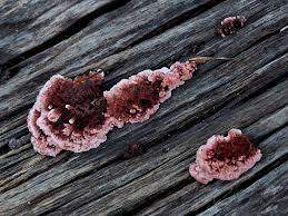 Attēlu rezultāti vaicājumam “Chondrostereum purpureum”