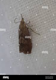 Attēlu rezultāti vaicājumam “Dichrorampha simpliciana”