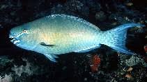 Image result for Scarus rubroviolaceus