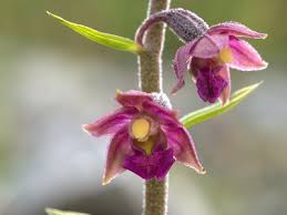 Attēlu rezultāti vaicājumam “Epipactis atrorubens flower”
