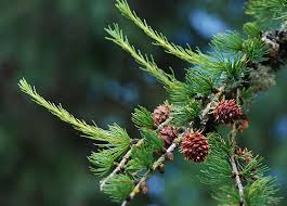 Attēlu rezultāti vaicājumam “Larix”