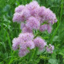 Attēlu rezultāti vaicājumam “Thalictrum aquilegifolium fruit”