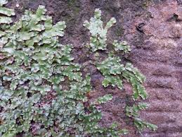 Attēlu rezultāti vaicājumam “Conocephalum salebrosum”