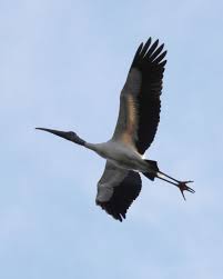 Attēlu rezultāti vaicājumam “Ciconiiformes”