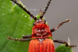 Attēlu rezultāti vaicājumam “Lopheros rubens”