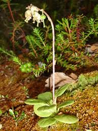 Attēlu rezultāti vaicājumam “Orthilia secunda bud”