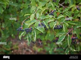 Attēlu rezultāti vaicājumam “Cornus sanguinea fruit”