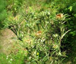 Attēlu rezultāti vaicājumam “Carlina biebersteinii bud”