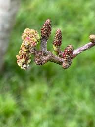 Attēlu rezultāti vaicājumam “Alnus”