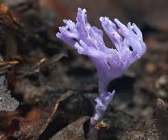 Attēlu rezultāti vaicājumam “Ramariopsis pulchella”