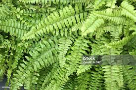 Image result for НЕФРОЛЕПИС (Nephrolepis