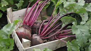 Image result for rote Bete