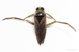 Attēlu rezultāti vaicājumam “Notonecta glauca”