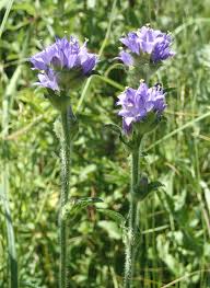 Attēlu rezultāti vaicājumam “Campanula cervicaria flower”