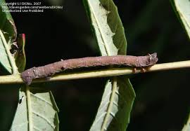 Attēlu rezultāti vaicājumam “Proutia betulina larva”