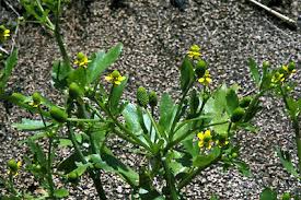 Attēlu rezultāti vaicājumam “Ranunculus elatior leaf”