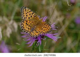 Attēlu rezultāti vaicājumam “Clossiana selene underside”