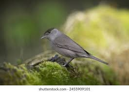 Attēlu rezultāti vaicājumam “Sylvia atricapilla male”