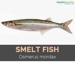 Image result for Osmerus mordax