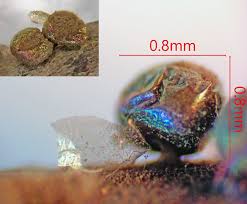 Attēlu rezultāti vaicājumam “Dianema nivale”