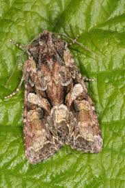 Attēlu rezultāti vaicājumam “Lacanobia contigua”