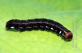 Attēlu rezultāti vaicājumam “Eupsilia transversa”