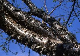 Attēlu rezultāti vaicājumam “Betula alleghaniensis”