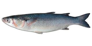 Image result for Liza ramada