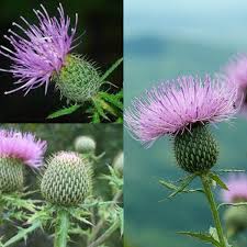 Attēlu rezultāti vaicājumam “Cirsium x rigens flower”
