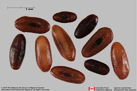 Attēlu rezultāti vaicājumam “Plantago lanceolata bud”