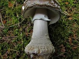 Attēlu rezultāti vaicājumam “Amanita excelsa”