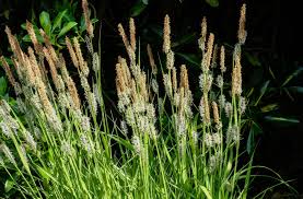 Attēlu rezultāti vaicājumam “Carex elata flower”