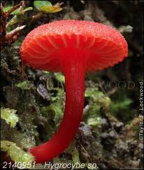 Attēlu rezultāti vaicājumam “Hygrocybe sp.”